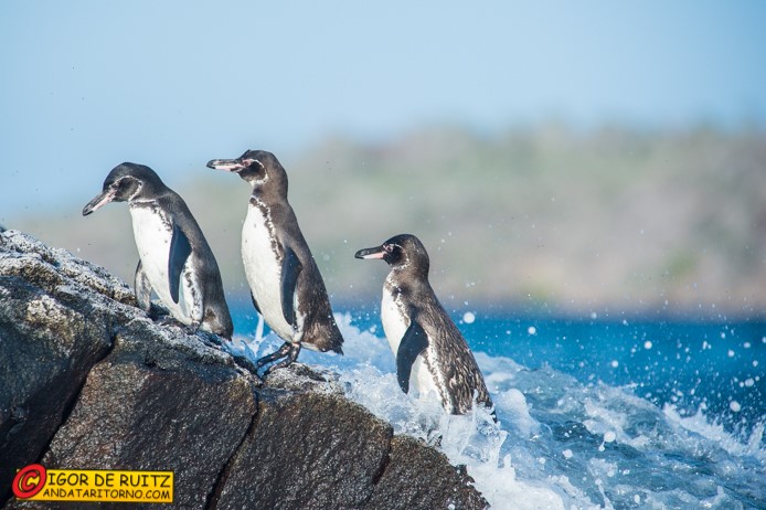Pinguini alle Galapagos