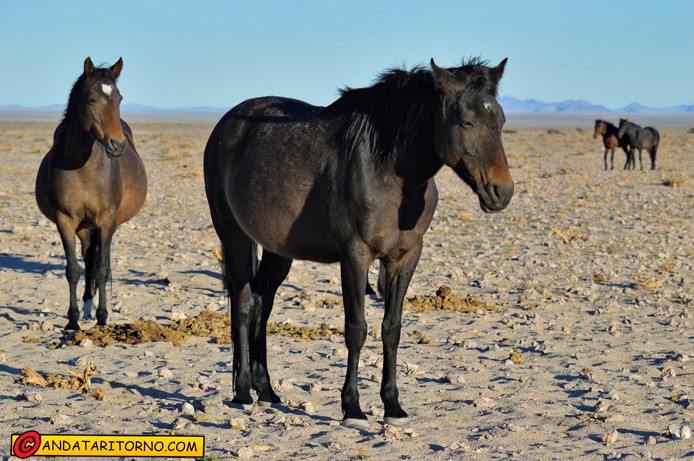 Garub Desert Horses