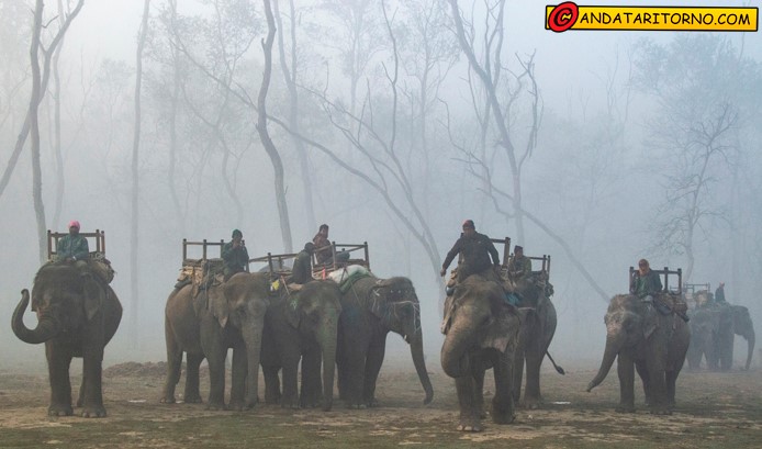 Safari a dorso di elefante